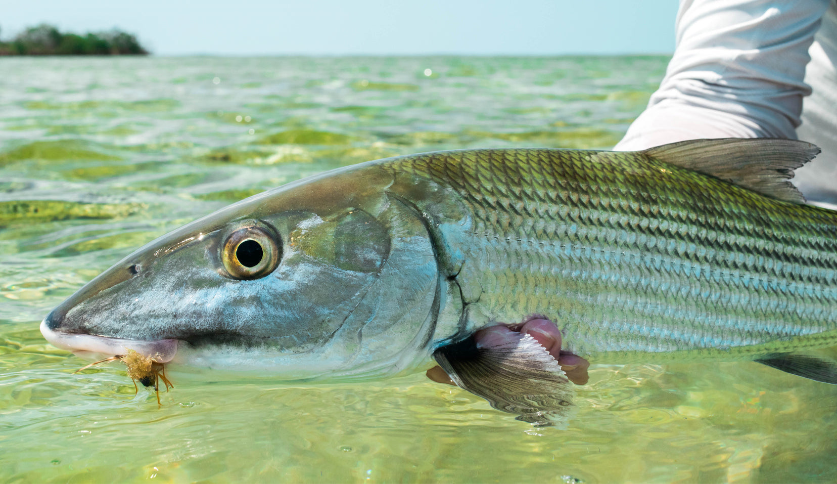 Bahamas Bonefish