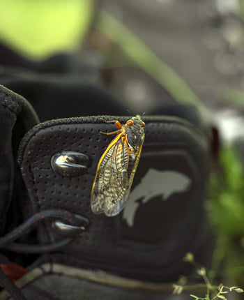 Cicada on Simms Boot
