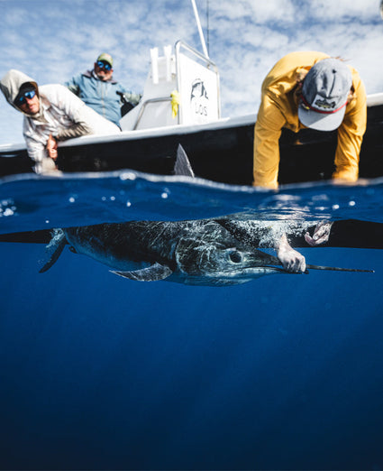Marlin in water