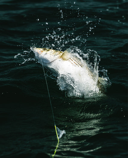 INK - Fishing the "Squid Hatch" For Striped Bass