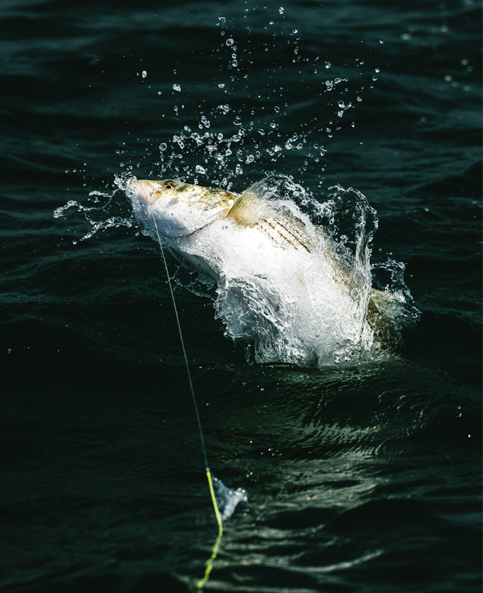 INK - Fishing the "Squid Hatch" For Striped Bass