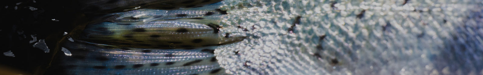 Steelhead Fishing Gear